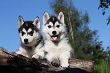 SIBERIAN HUSKY 719